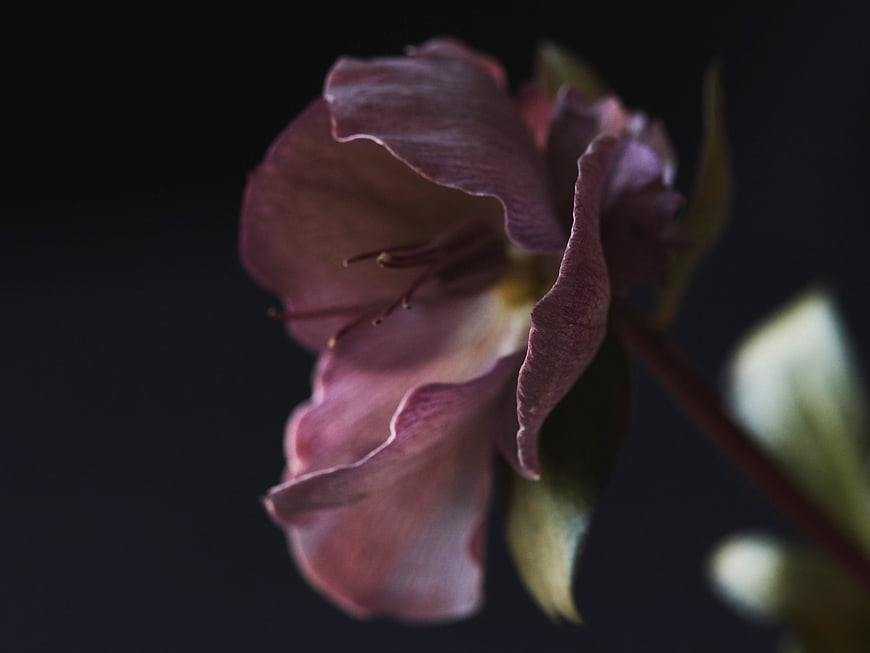 Close-up of a delicate pink flower against a dark background