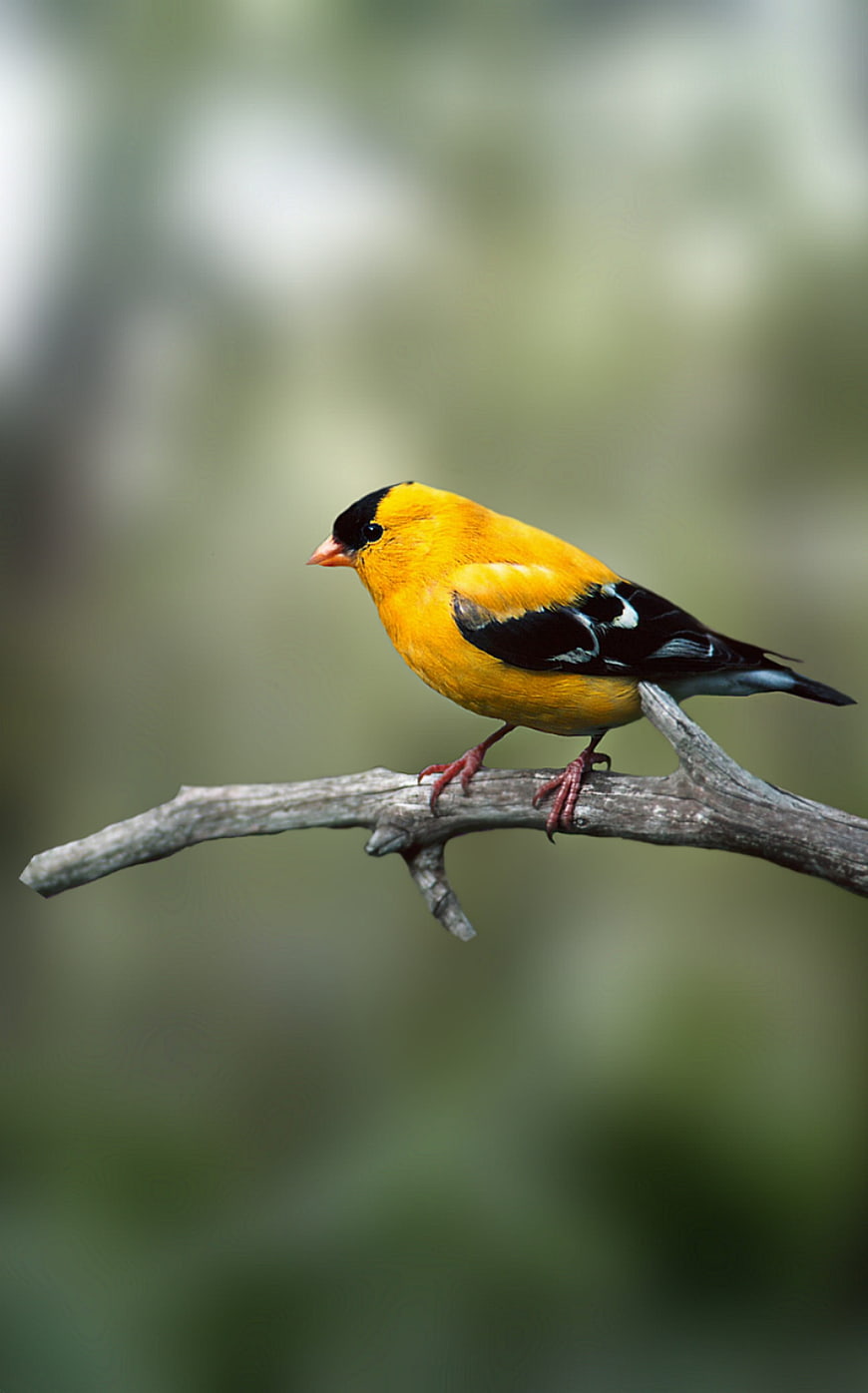 Male American Goldfinch Perched on Branch