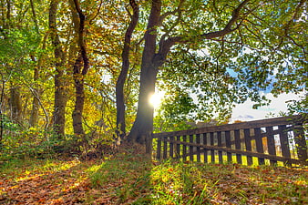 Sunlit Autumn Forest Path with Wooden Fence