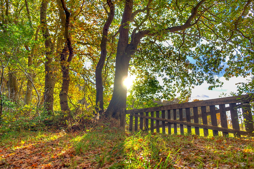 Sunlit Autumn Forest Path with Wooden Fence