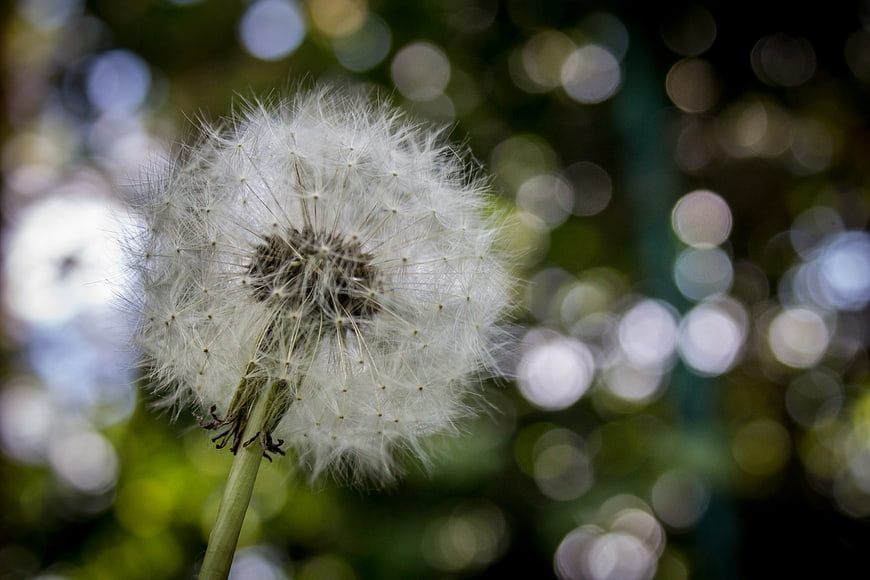 Close-up of a white dandelion seed head with bokeh background