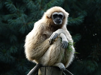 White-handed Gibbon Sitting on Wooden Post with Grass