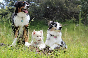 Three dogs sitting in a grassy field with trees in the background