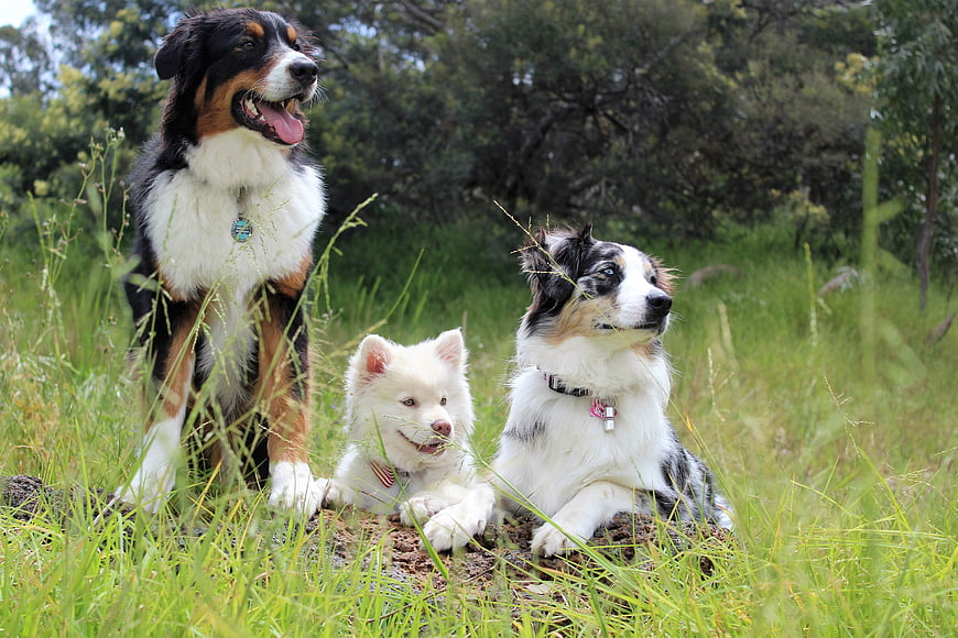 Three dogs sitting in a grassy field with trees in the background