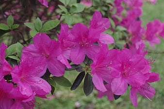 Vibrant Pink Azalea Flowers in Spring Bloom