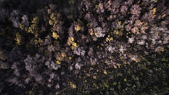 Aerial View of Dense Autumn Forest Canopy