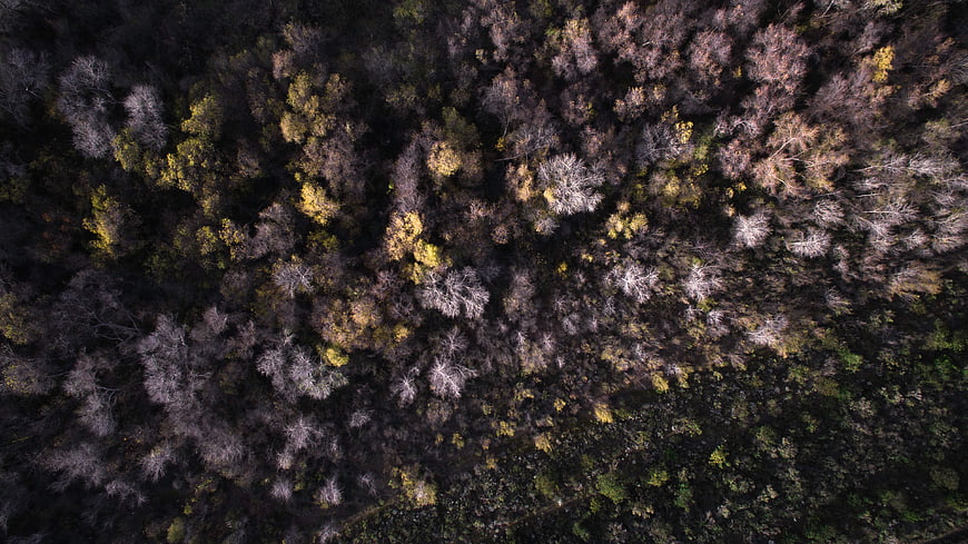 Aerial View of Dense Autumn Forest Canopy