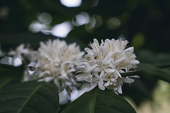 Close-up of white coffee flowers on green leaves