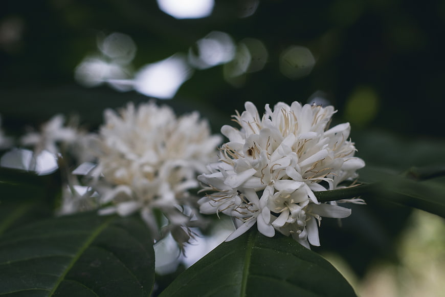 Close-up of white coffee flowers on green leaves