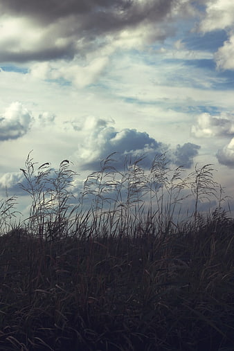 Dramatic cloudy sky over tall wild grass silhouette