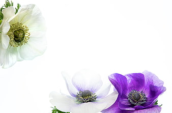 White and Purple Anemone Flowers Isolated on White Background