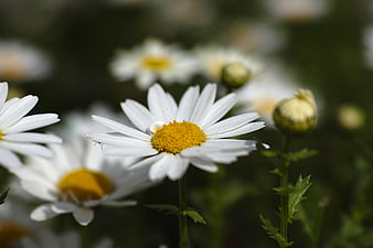 Close-up of white daisies with yellow centers in a garden