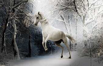 White horse galloping through snowy winter forest