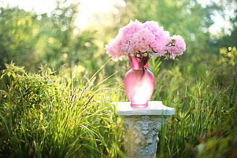 Pink peonies in a glass vase on a stone pedestal in a sunlit meadow