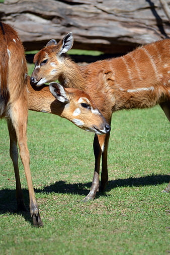 Young Bushbuck Antelopes Resting on Green Grass