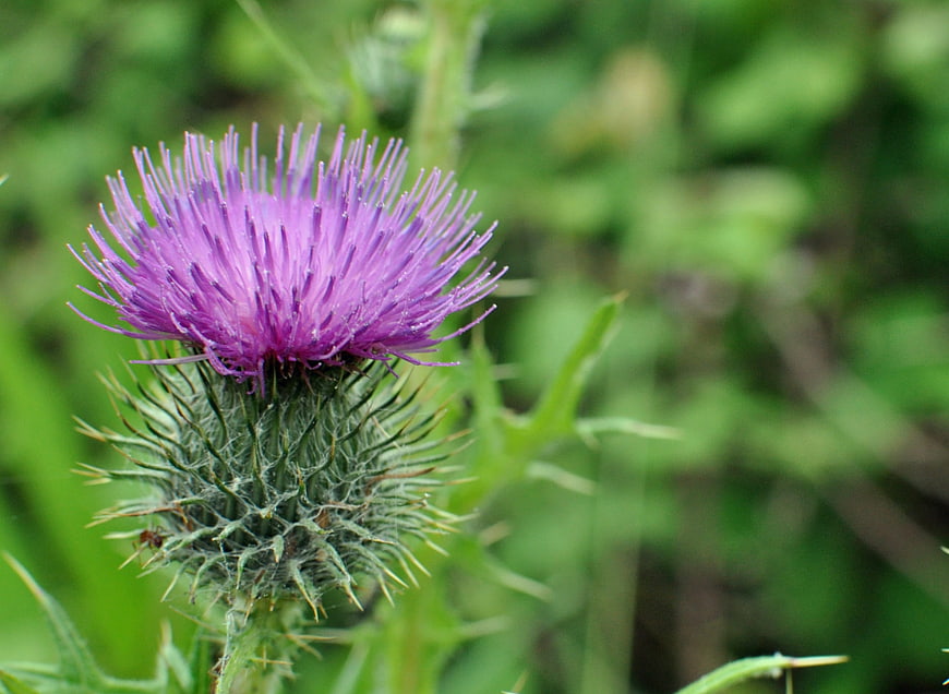 Close-up of a purple thistle flower in a green field