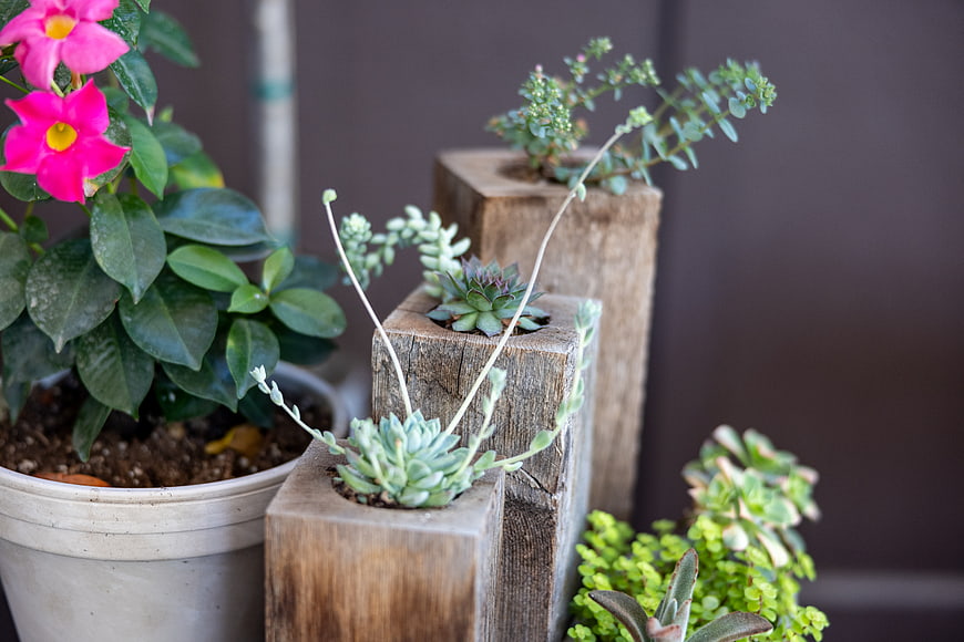 Succulents in Wooden Blocks and Potted Plant