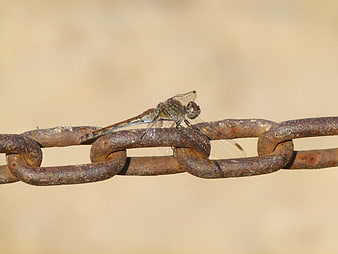 Dragonfly perched on rusty metal chain link