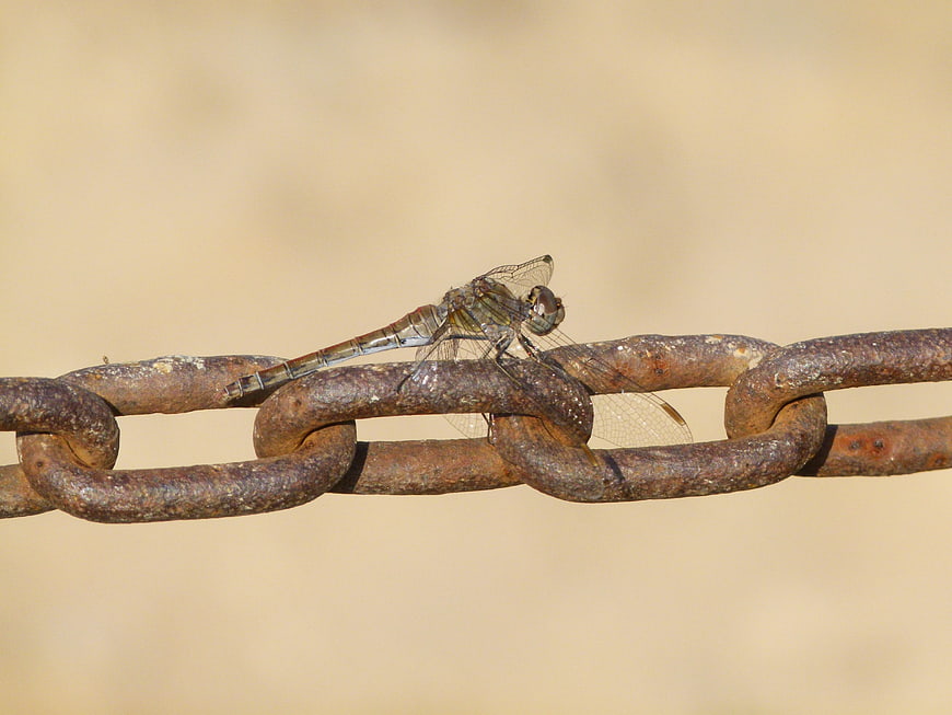 Dragonfly perched on rusty metal chain link