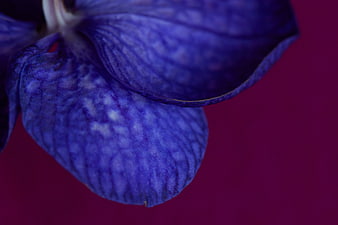 Close-up of purple orchid petal on magenta background