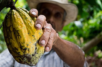 Farmer Harvesting Yellow Cocoa Pod in Tropical Plantation