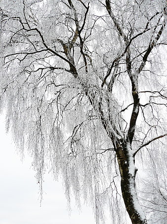 Snow-covered birch tree branches against white winter sky