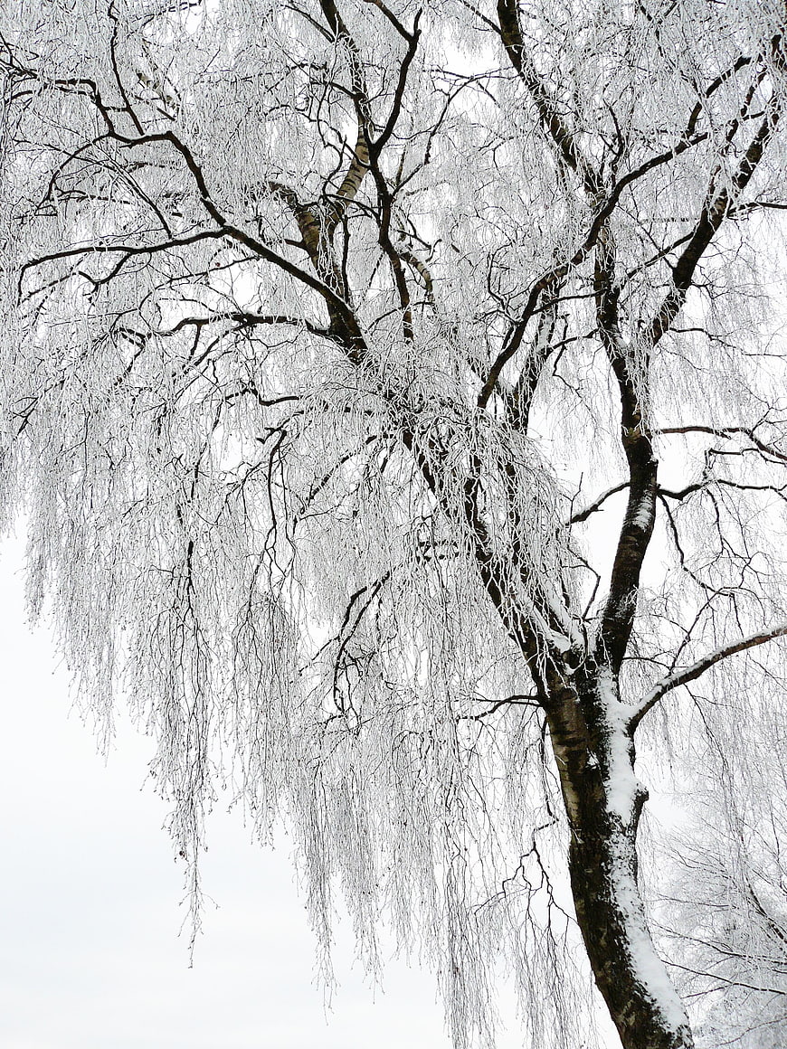 Snow-covered birch tree branches against white winter sky