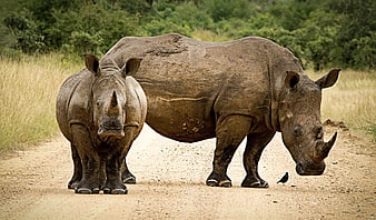 Two Rhinoceroses Walking On A Dirt Path In The Wild