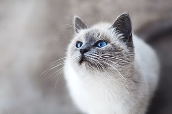 Close-up portrait of a Siamese cat with blue eyes
