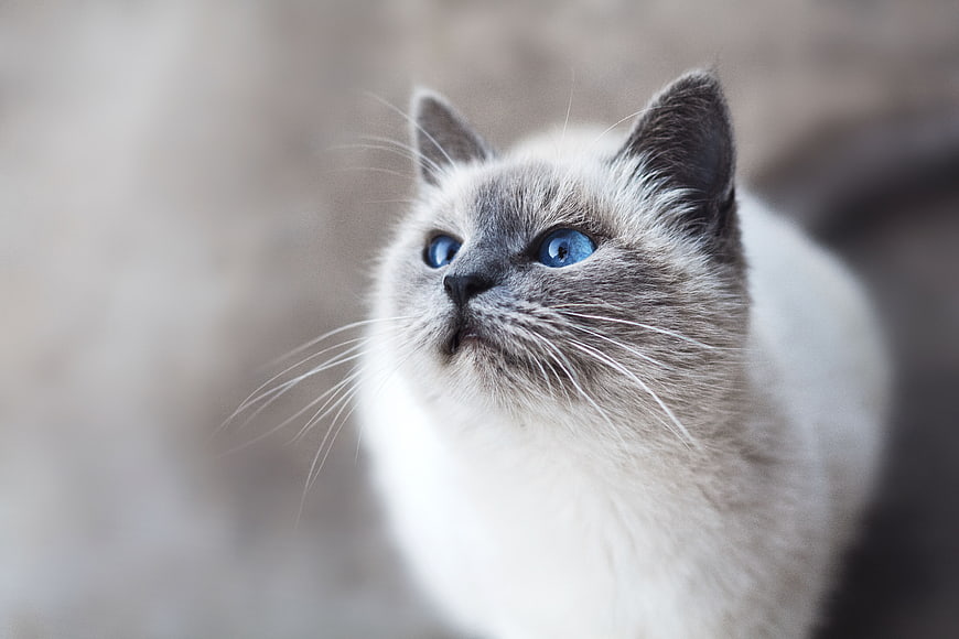 Close-up portrait of a Siamese cat with blue eyes