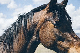 Close-up Portrait of Brown Horse Head Against Blue Sky