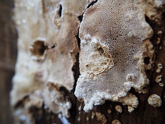Close-up of textured white bracket fungus on weathered wood