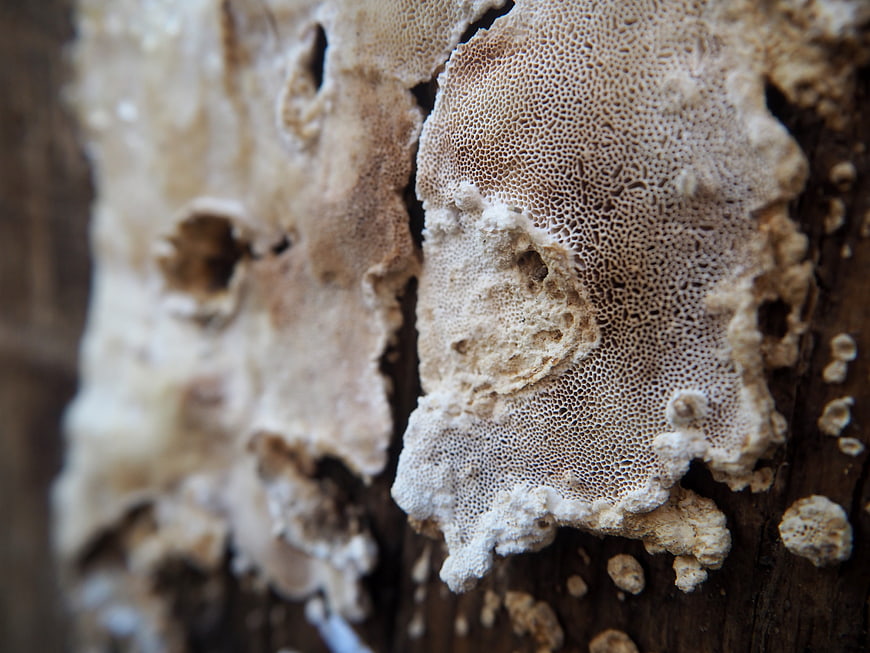 Close-up of textured white bracket fungus on weathered wood