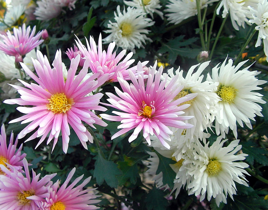 Pink and white chrysanthemums blooming in a garden