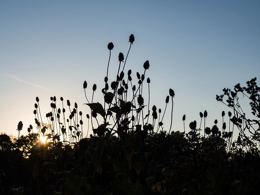 Silhouette of Wildflowers Against Sunset Sky