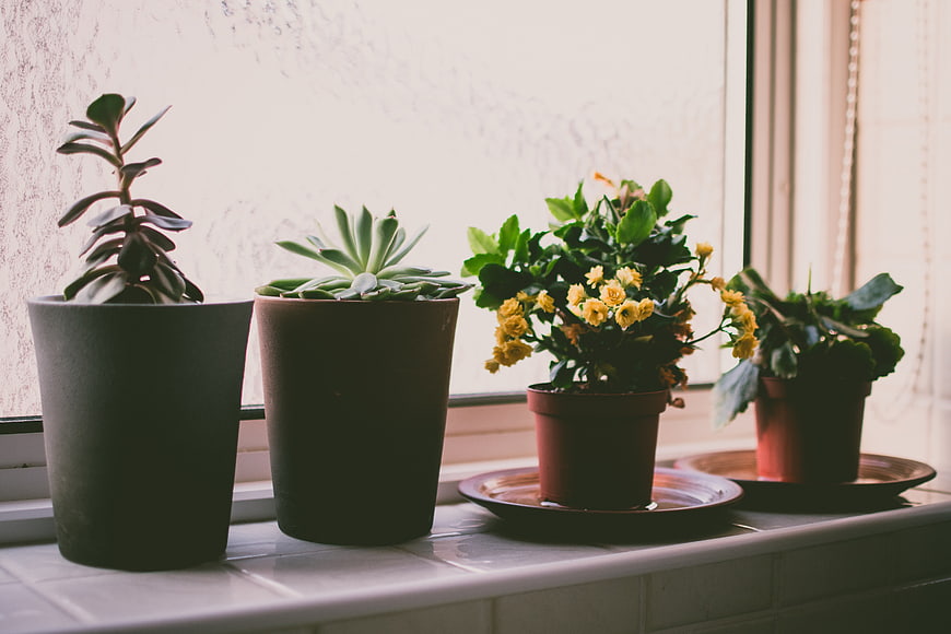 Potted succulents and flowers on a bright windowsill