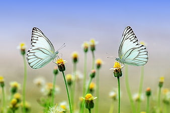 Two white butterflies on yellow wildflowers in a field