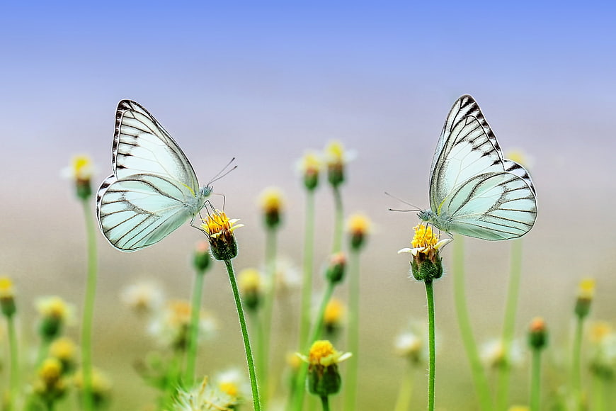 Two white butterflies on yellow wildflowers in a field