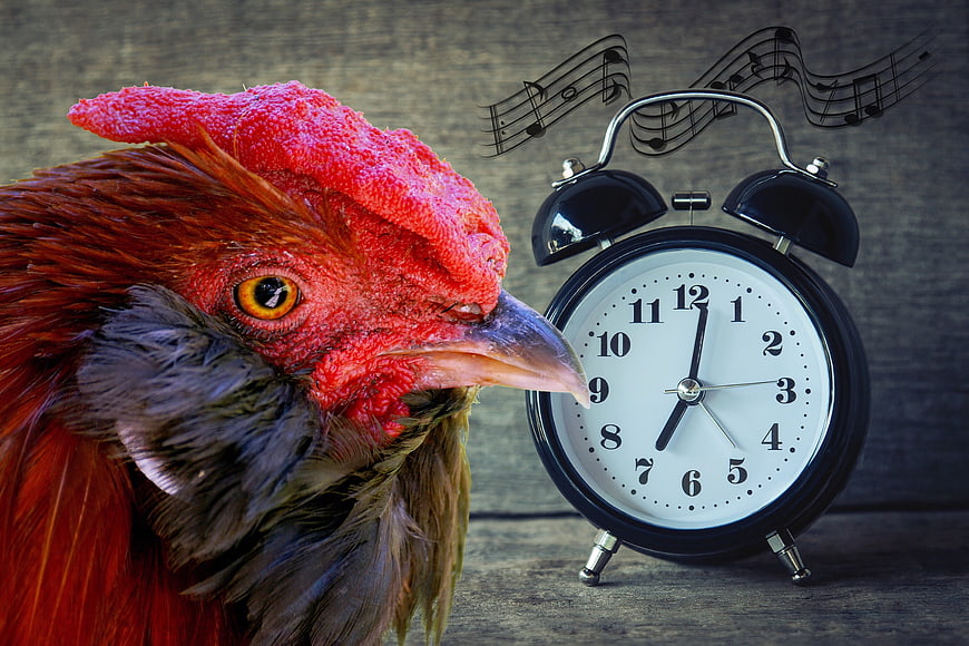 Rooster Head Close-Up Beside Black Alarm Clock With Musical Notes