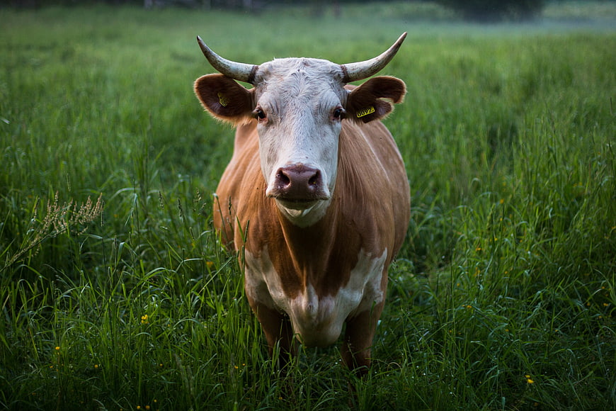 Curious brown and white cow with horns in green pasture