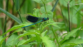 Blue Demoiselle Damselfly on Green Leaf