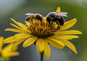 Two Bees Pollinating a Yellow Flower Close-Up