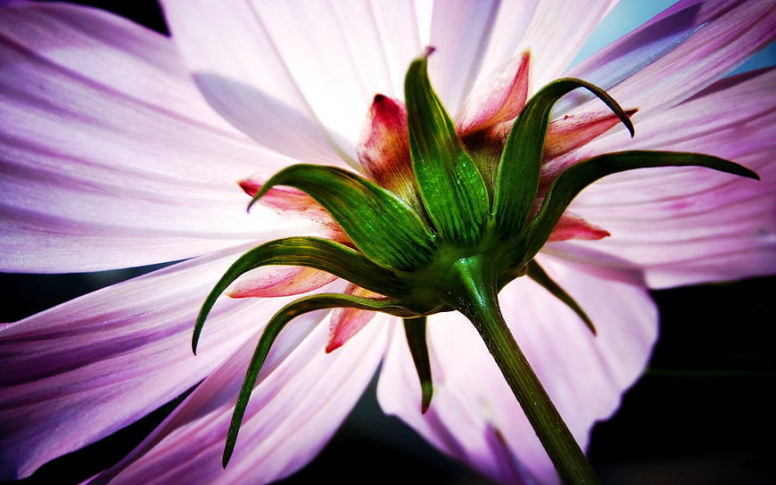 Macro Close-Up of Pink Cosmos Flower Back View