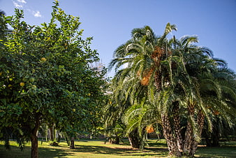Lush Lemon and Palm Trees in Sunny Valencia Garden