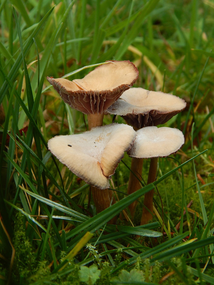 Cluster of wild mushrooms growing in green grass