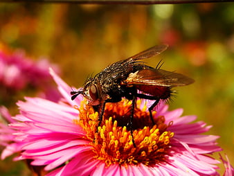 Close-up of a fly on a pink aster flower