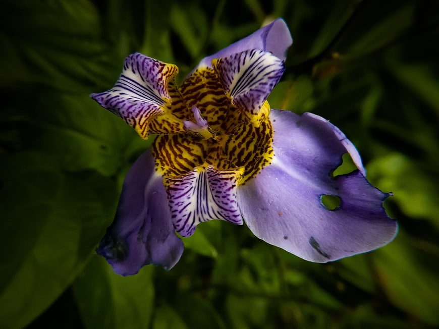 Close-up of purple and yellow spotted wildflower