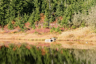 Serene autumn lake with forest reflection and fall foliage