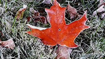 Frosted red maple leaf on frosty grass