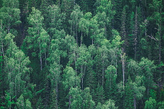 Dense Green Forest Canopy with Birch and Pine Trees